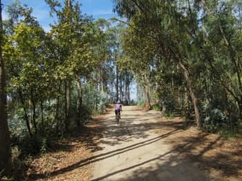 Eucalyptus Forest