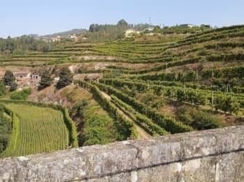 Vineyards