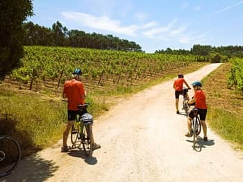 Vineyards near Obidos