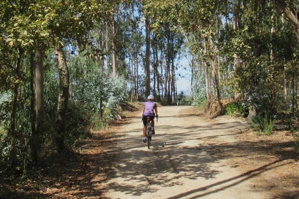 Eucalyptus Forest